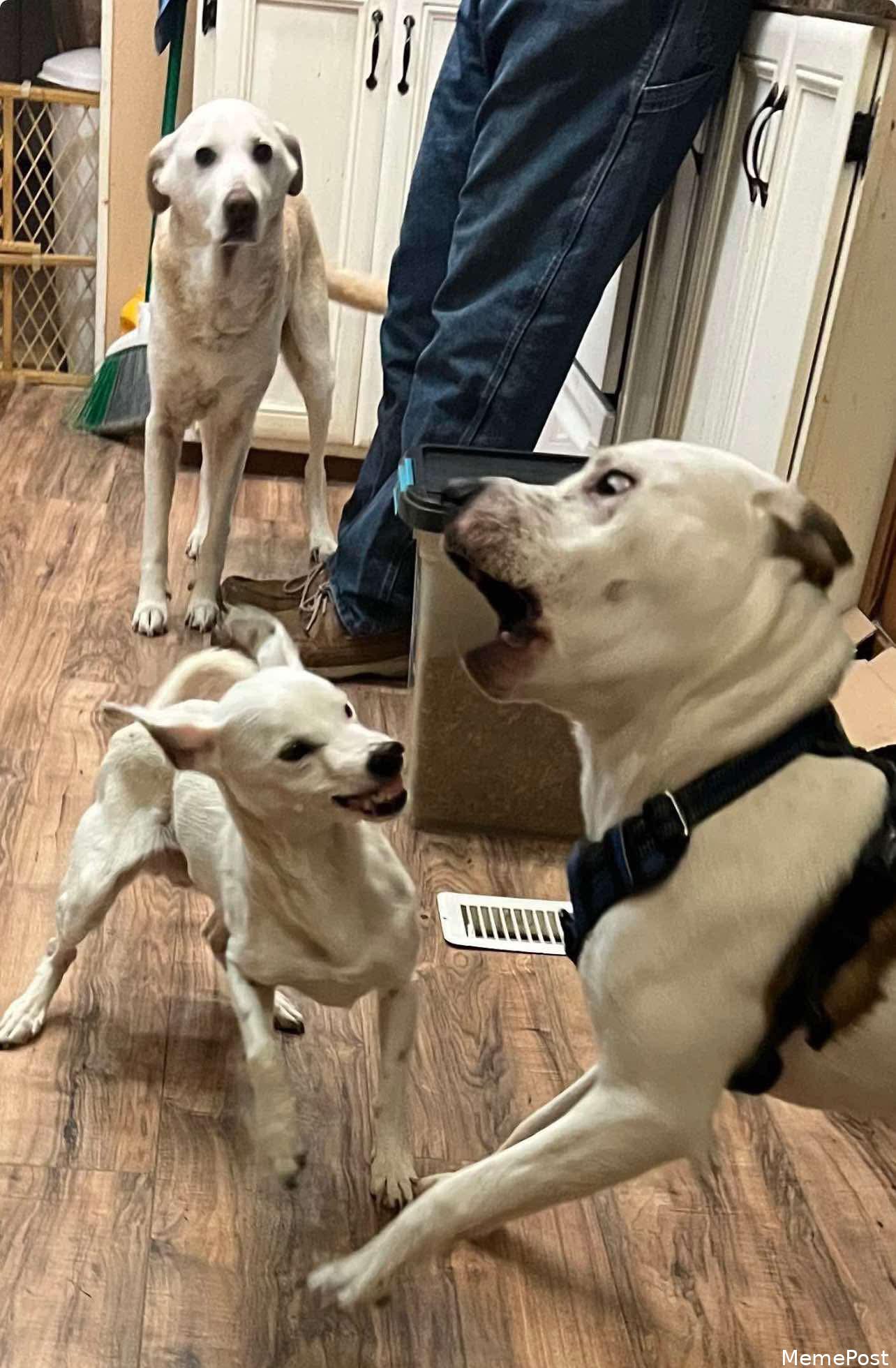 Perfectly Timed Shot of My Dogs Enjoying a Fun Day Outdoors: Adorable Canine Moments Captured!